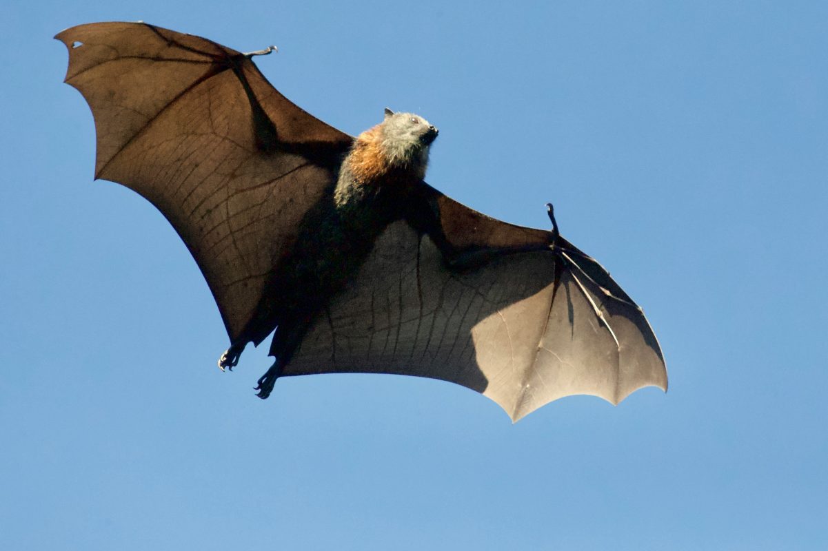 Flying Fox bat Wingspan
